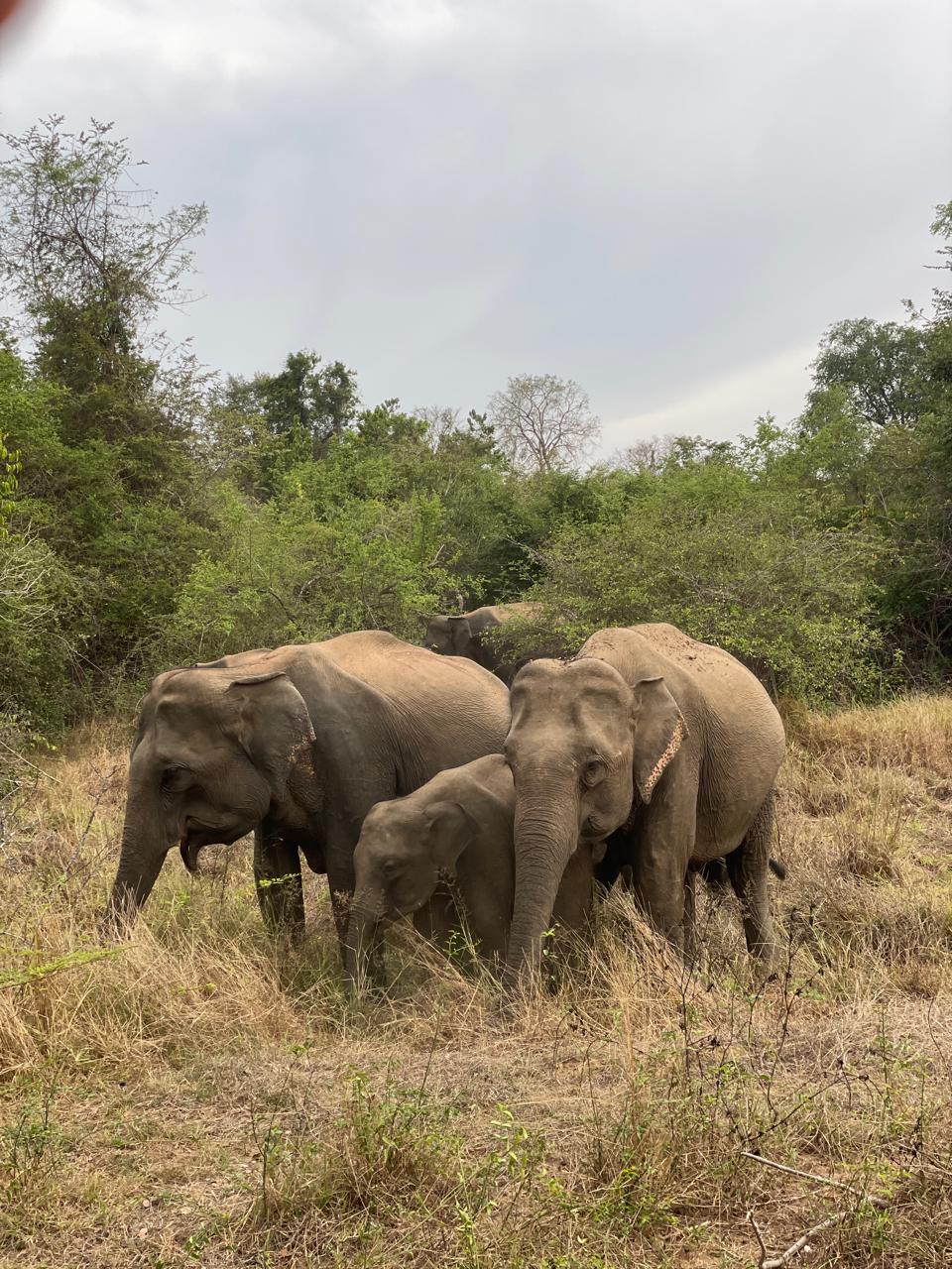 wasgamuwa elephants safari (Full Day)